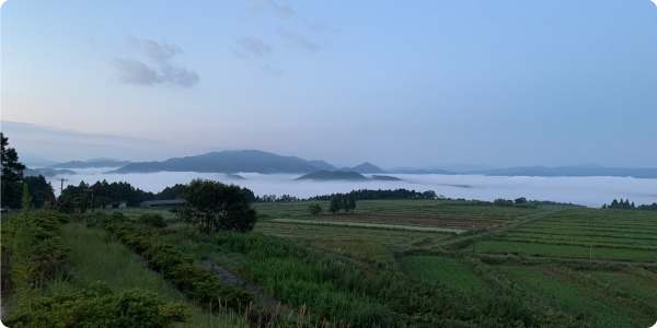 地球温暖化防止対策にも貢献するオリーブ栽培